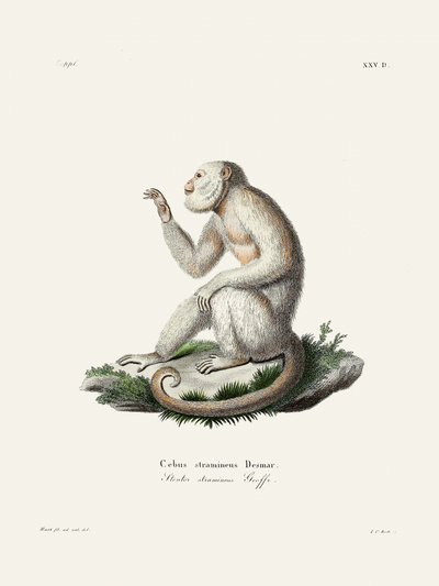 Macaco-prego-delicado, de Johann Christian Daniel von Schreber. de Johann Christian Daniel Von Schreber