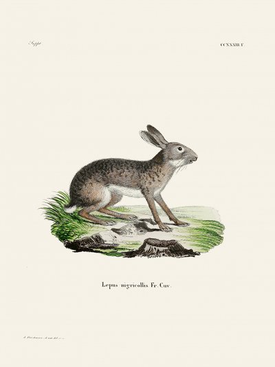 Liebre-indiana, de Johann Christian Daniel von Schreber. de Johann Christian Daniel Von Schreber