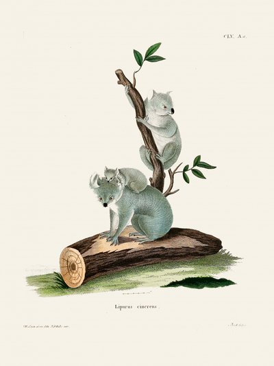Koala, de Johann Andreas Wagener de Johann Christian Daniel Von Schreber