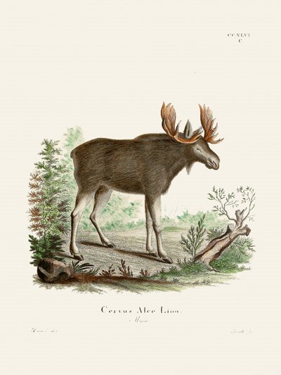 Moose, de Johann Christian Daniel von Schreber. de Johann Christian Daniel Von Schreber