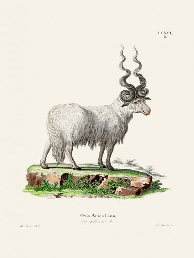 Ovis Aries, de Johann Andreas Wagener e Johann Christian Daniel Von Schreber. de Johann Christian Daniel Von Schreber