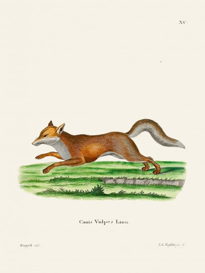 Red Fox, de Johann Christian Daniel Von Schreber. de Johann Christian Daniel Von Schreber