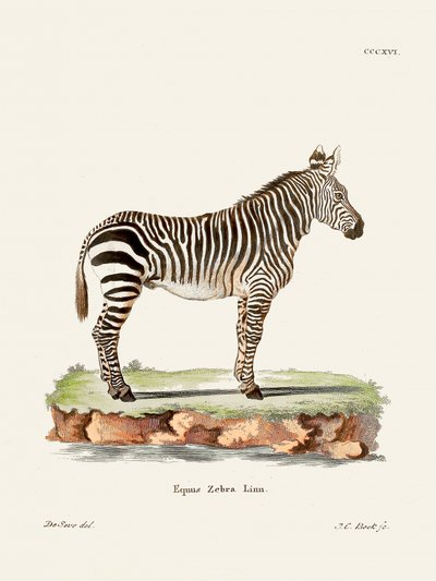 Zebra, extraído de *Os Mamíferos* (1778-1855), de Johann Christian Daniel von Schreber. de Johann Christian Daniel Von Schreber