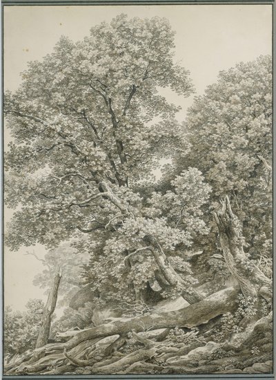 Grande estudo de árvore de Johann Christian Reinhart