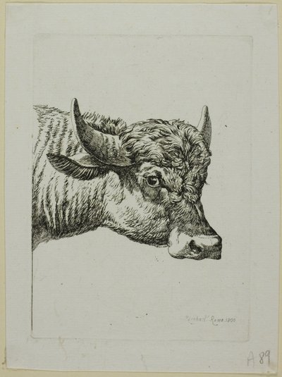 Cabeça de um búfalo, de Die Zweite Thiernahme de Johann Christian Reinhart