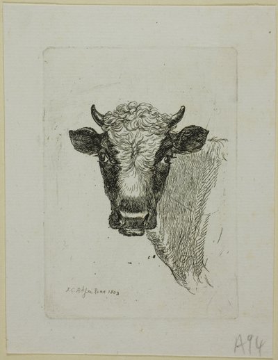 Cabeça de um touro jovem, de Die Zweite Thiernahme de Johann Christian Reinhart