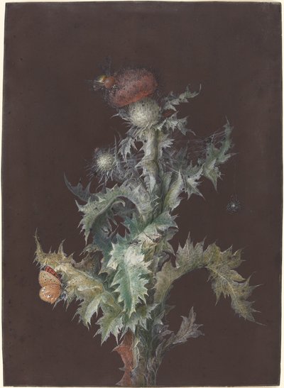 Cardo com insetos de Johann Christoph Dietzsch