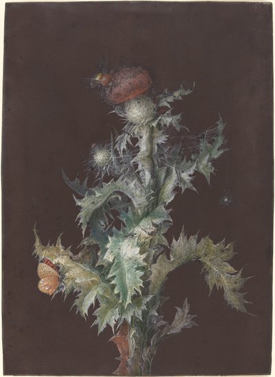 Cardo com insetos, c. 1755. de Johann Christoph Dietzsch