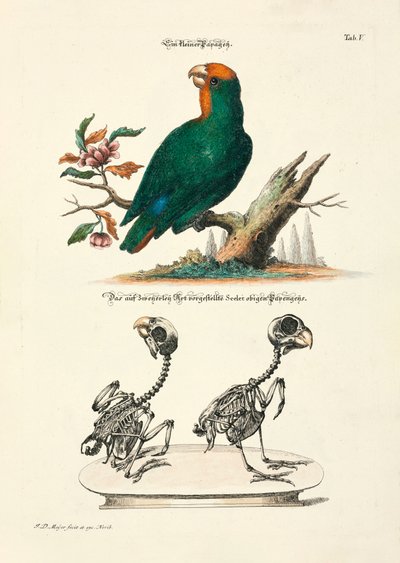  de Johann Daniel Meyer