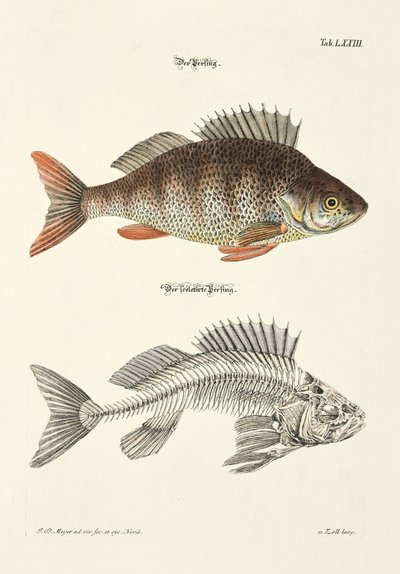  de Johann Daniel Meyer