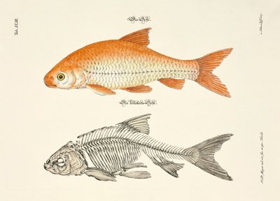  de Johann Daniel Meyer