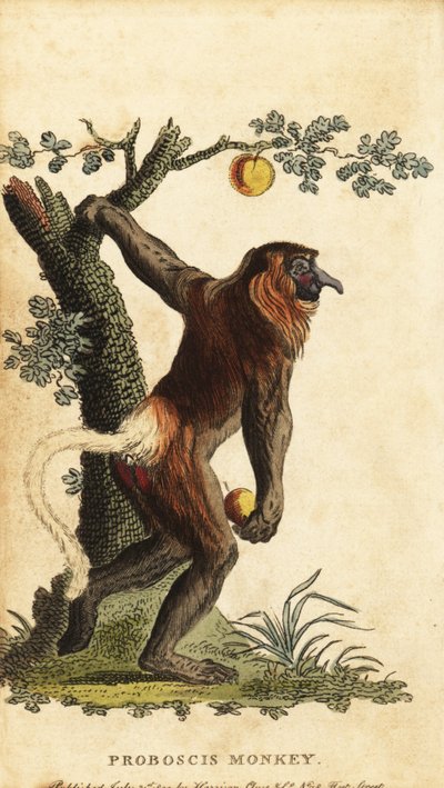 Macaco de nariz comprido, Nasalis larvatus. Ameaçado de extinção. ,1800 (gravura) de Johann Eberhard Ihle