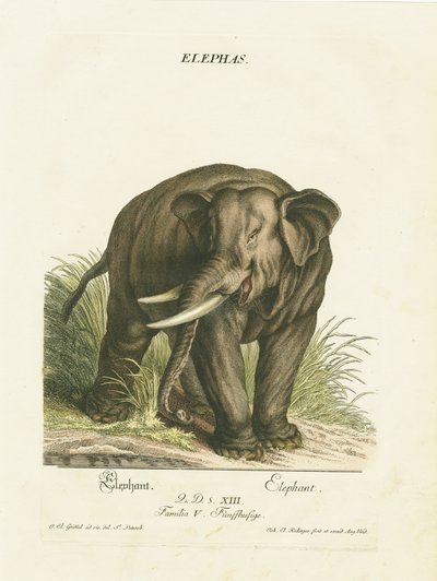 Elefante asiático no seu habitat natural de Johann Elias Ridinger