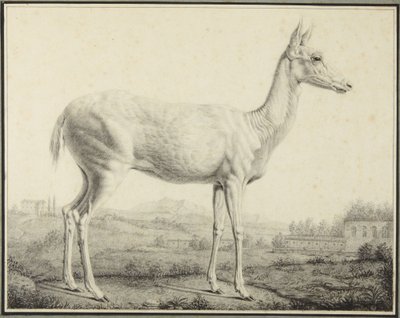 Veado de Johann Elias Ridinger