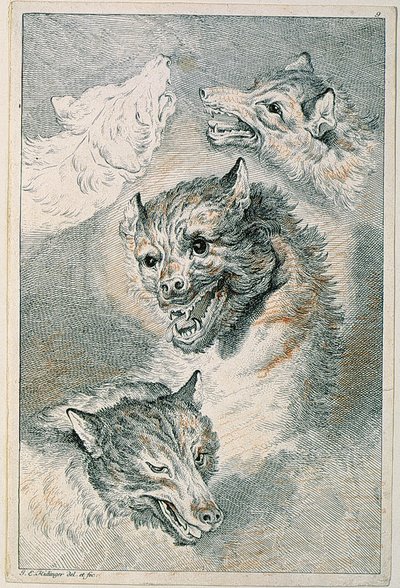 Quatro cabeças de lobo de Johann Elias Ridinger