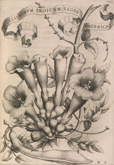 Gelsiminvm indicvm flore phoeniceo, 1633. de Johann Friedrich Greuter