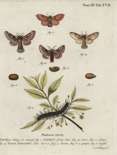 Ovoar oriental e pequenas traças do ovo. de Johann Georg Klinger