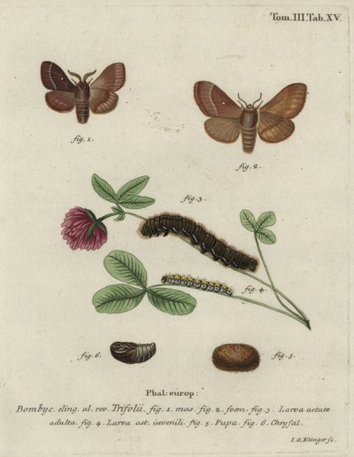 Ovo de erva, Lasiocampa trifolii. de Johann Georg Klinger