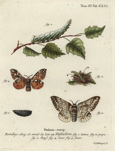 Kentish glory, Endromis versicolora. de Johann Georg Klinger