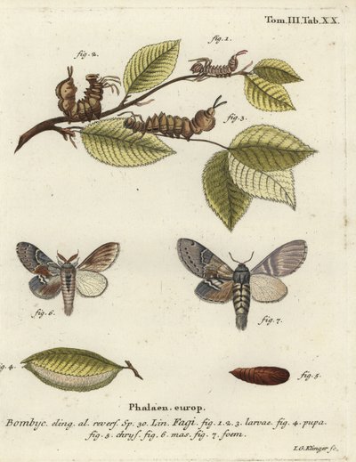 Traça da lagosta, Stauropus fagi. de Johann Georg Klinger