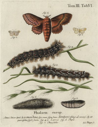 Rodapé Muslin e mariposas de carvalho. de Johann Georg Klinger