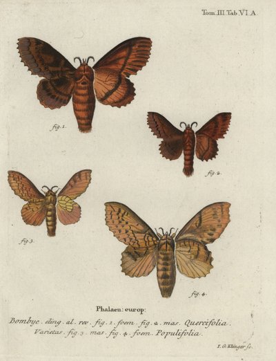 Mariposas de carvalho e choupo de lapa. de Johann Georg Klinger
