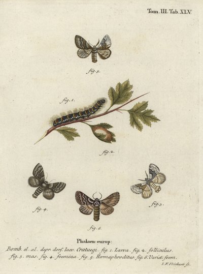 Ovo de carvalho pálido, Trichiura crataegi. de Johann Georg Klinger