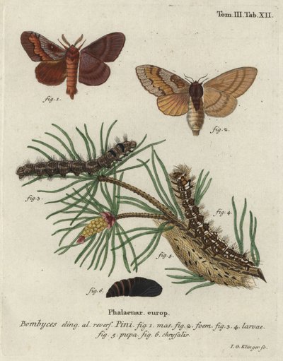Lapta de pinheiro, Dendrolimus pini. de Johann Georg Klinger