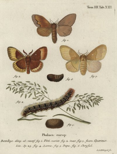 Lapta de pinheiro e mariposas de carvalho. de Johann Georg Klinger