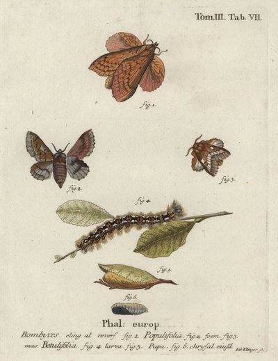 Lapetes de álamo e pequenas traças de lapela. de Johann Georg Klinger