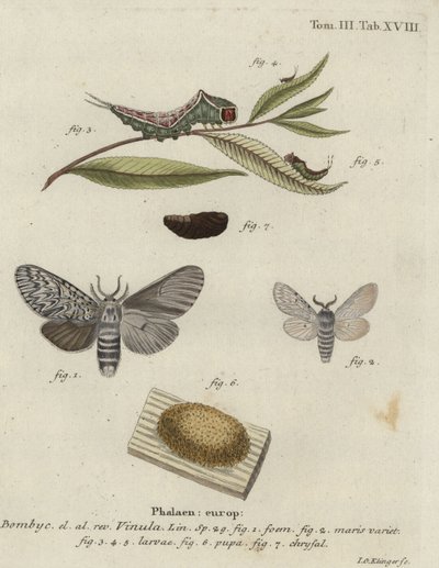 Traça de gato, Cerura vinula. de Johann Georg Klinger