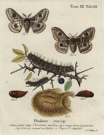 A traça imperatriz Sloe, Saturnia spini. de Johann Georg Klinger