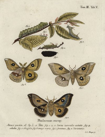Tau Imperor Moth, Aglia Tau. de Johann Georg Klinger