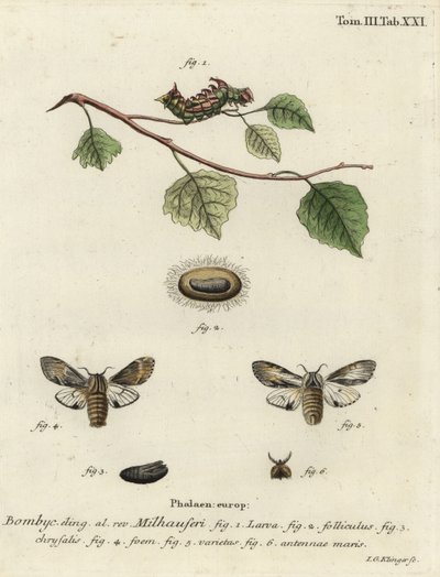 Tawny traça proeminente, Harpyia milhauseri. de Johann Georg Klinger