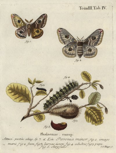 Imagem desconhecida de Johann Georg Klinger