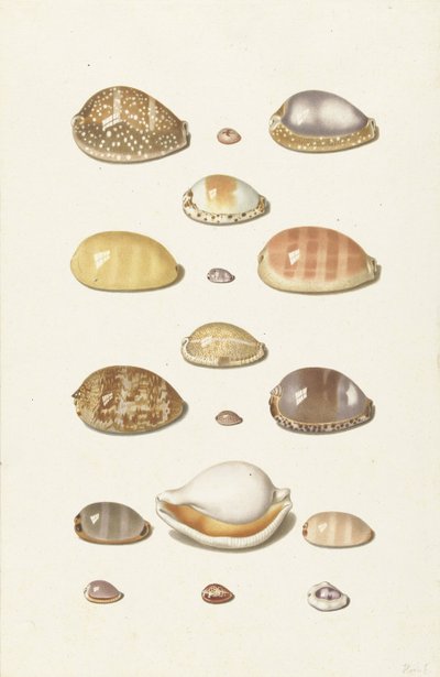 Conchas de Cauri de Johann Gustav Hoch
