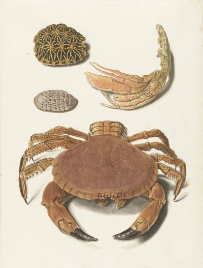 Um caranguejo, uma tesoura de caranguejo e dois cascos de tartaruga de Johann Gustav Hoch