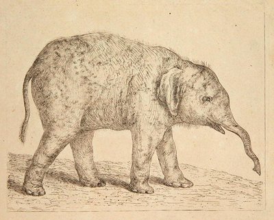 Elefante (gravura) de Johann Heinrich Wilhelm Tischbein