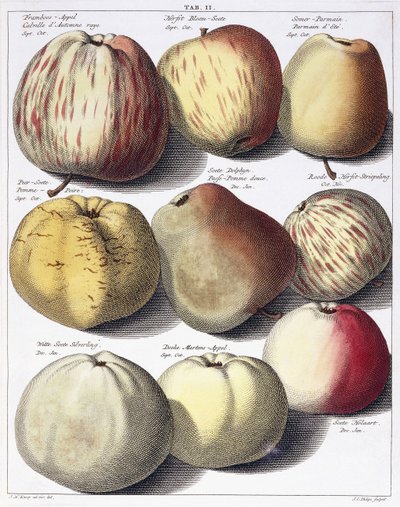 Várias maçãs, 1758 de Johann Hermann Knoop