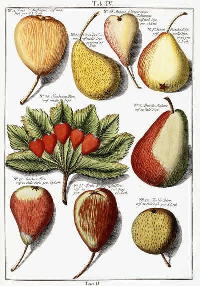 Várias espécies de pera, 1760-1766 de Johann Hermann Knoop