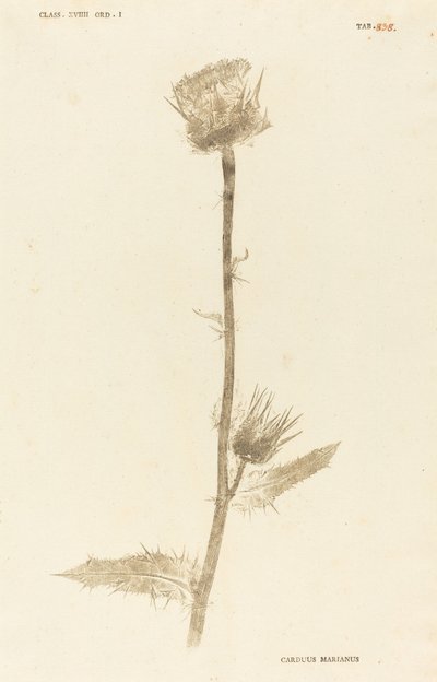 Maarian Carduus de Johann Hieronymus Kniphof