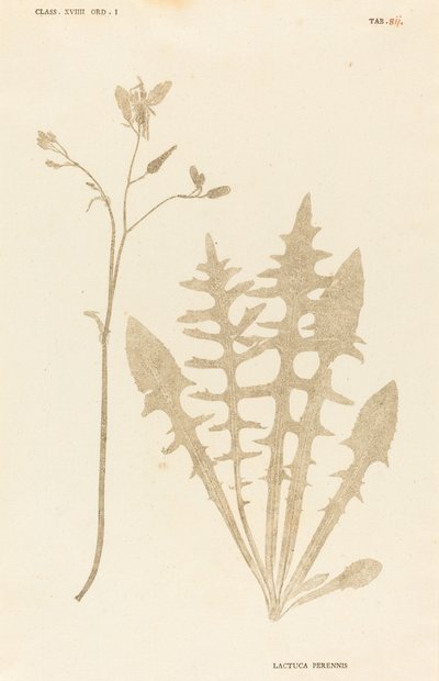 Alface perene de Johann Hieronymus Kniphof