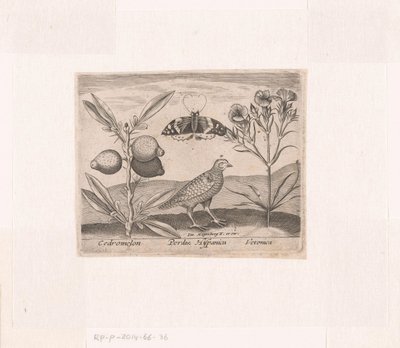 Série de Gravuras com Flores e Animais numa Paisagem
Paisagem com planta de limão, codorniz e camareira
Paisagens com animais, plantas e flores (título da série) de Johann Hogenberg