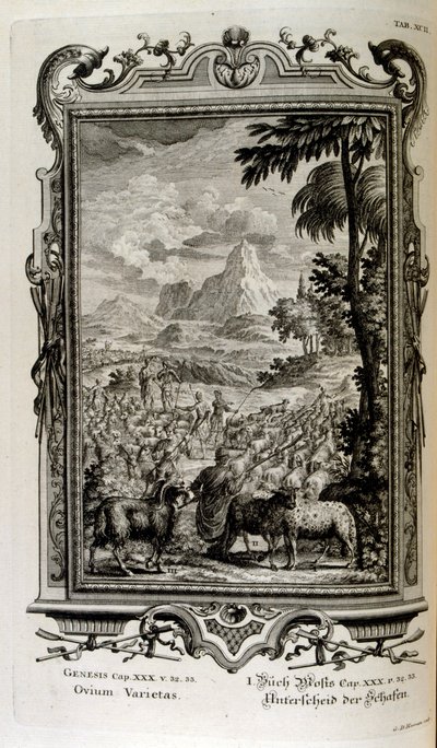 Variedades bíblicas de ovelhas de Johann Jakob Scheuchzer
