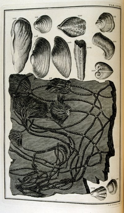 Os ossos fossilizados representavam animais destruídos pelo grande dilúvio bíblico de Johann Jakob Scheuchzer