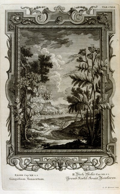 Ilustração de Johann Jakob Scheuchzer