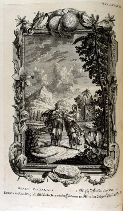 Planta Mandragora. É muitas vezes conhecida como mandrágora de Johann Jakob Scheuchzer
