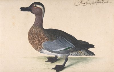 Uma cerceta macho, 1604-80. de Johann Jakob Walther
