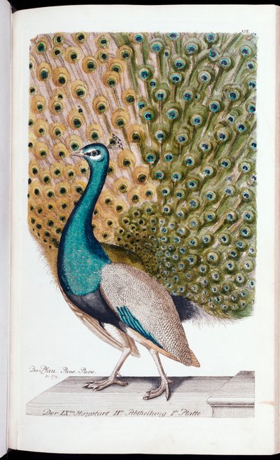 Um pavão macho em plena exibição, 1763 de Johann Leonhard Frisch