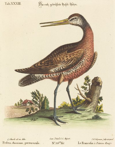 Fedoa Americana, pectore ruso de Johann Michael Seligmann after George Edwards